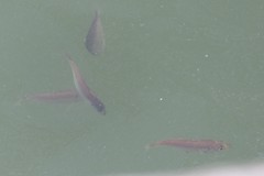 Trachurus