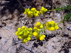 Calceolaria thyrsiflora
