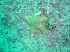 Callopatiria formosa