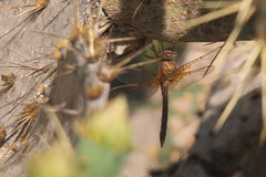 Neurocordulia xanthosoma