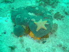 Callopatiria formosa