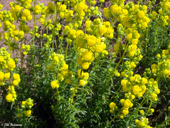 Calceolaria thyrsiflora