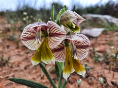Gladiolus watermeyeri
