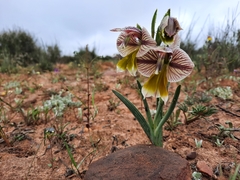 Gladiolus watermeyeri