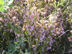 Erica dispar