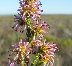 Erica dispar