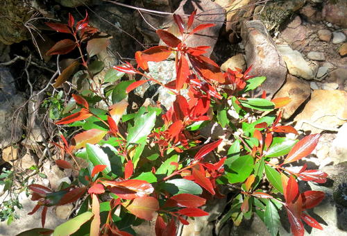 Elaeodendron schinoides, photograph 4