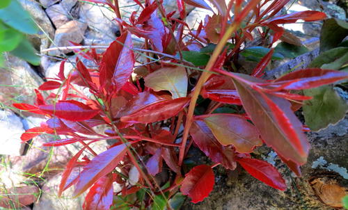 Elaeodendron schinoides, photograph 5