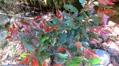 Elaeodendron schinoides, photograph 6