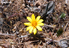 Chaetanthera chilensis
