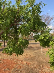 Enterolobium gummiferum