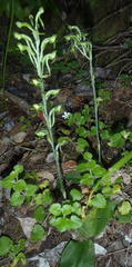 Habenaria arenaria