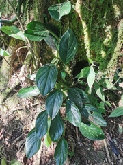 Philodendron guttiferum