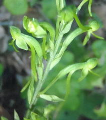 Habenaria arenaria