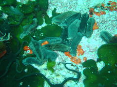 Pentacta doliolum