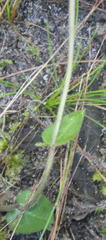 Disperis macowanii