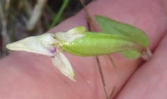 Disperis macowanii