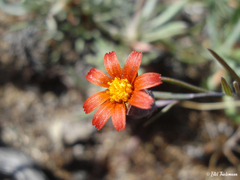 Chaetanthera microphylla