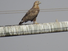 Buteo rufinus