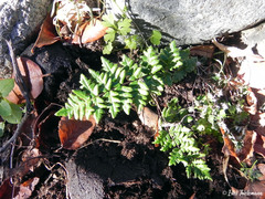 Cheilanthes hypoleuca