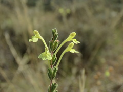 Odontites longiflorus