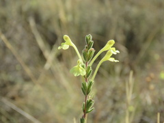 Odontites longiflorus