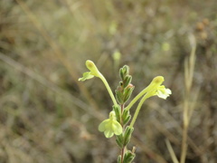 Odontites longiflorus