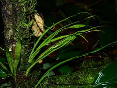 Polytaenium feei