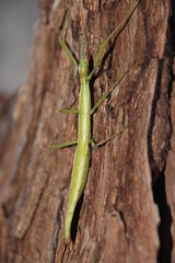 Macynia labiata