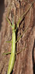 Macynia labiata