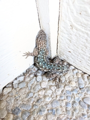 Sceloporus occidentalis