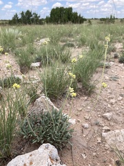 Eriogonum lachnogynum