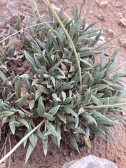 Eriogonum lachnogynum