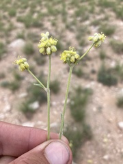 Eriogonum lachnogynum