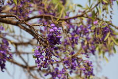 Bolusanthus speciosus