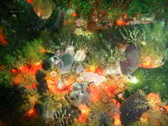 Pentacta doliolum