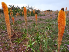 Bulbinella latifolia doleritica