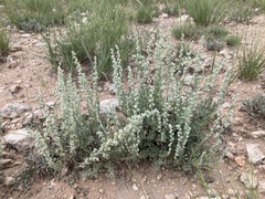 Artemisia bigelovii