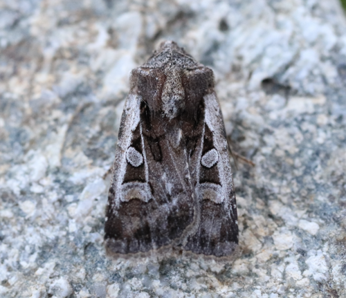Noctuelle de Valloire (La)