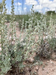 Artemisia bigelovii