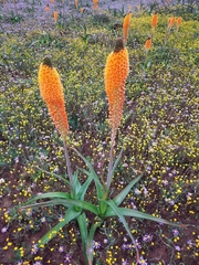 Bulbinella latifolia doleritica