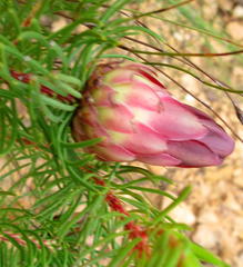 Protea nana