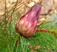 Protea nana
