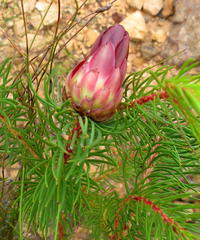 Protea nana