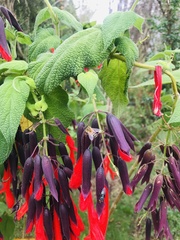Salvia dombeyi
