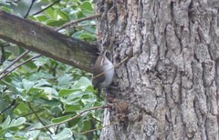 Thryomanes bewickii