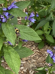 Bombus fervidus