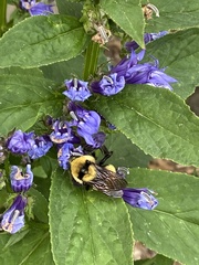 Bombus fervidus