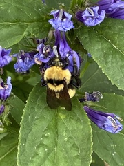Bombus fervidus