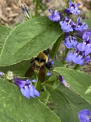Bombus fervidus